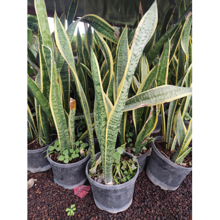 Toprak Botanik Peyzaj Ürünleri