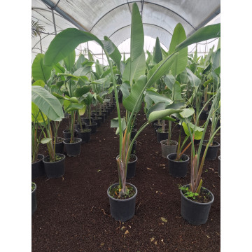 Toprak Botanik Peyzaj Ürünleri