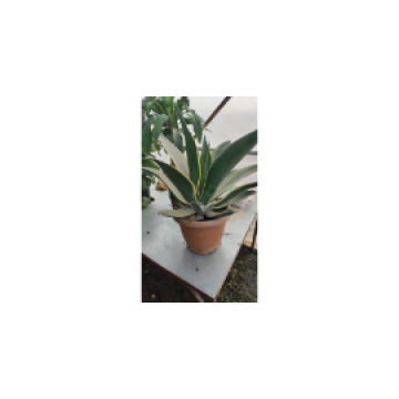 Toprak Botanik Peyzaj Ürünleri