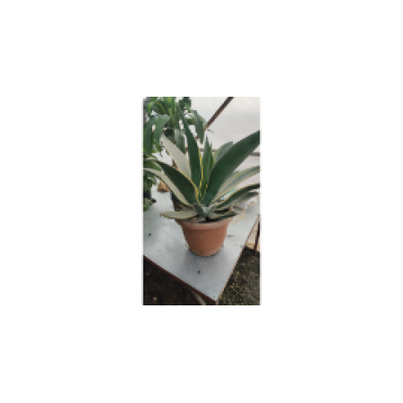 Toprak Botanik Peyzaj Ürünleri