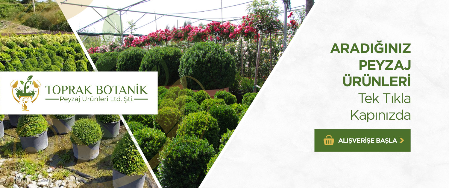 Toprak Botanik Peyzaj Ürünleri
